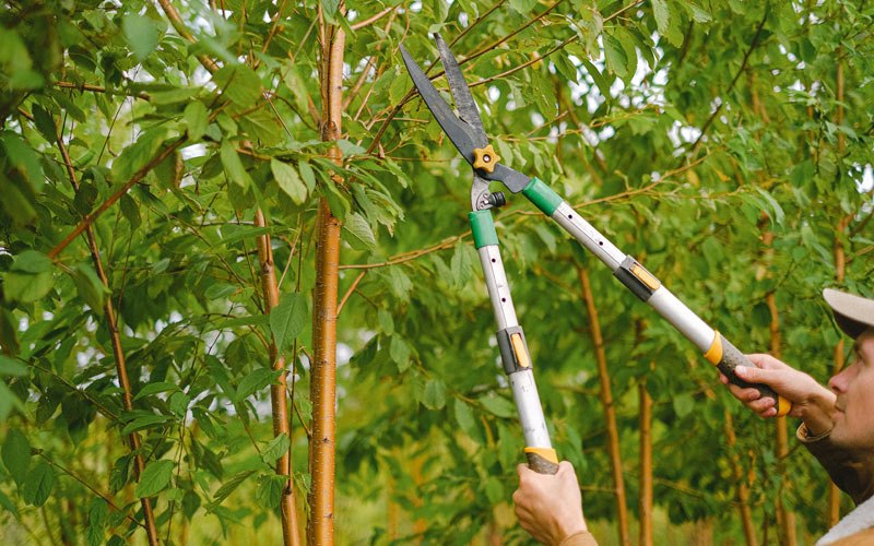 Tree trimming in Gibbon, MN