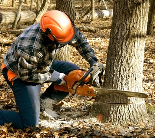 Tree Removal in Gibbon, MN